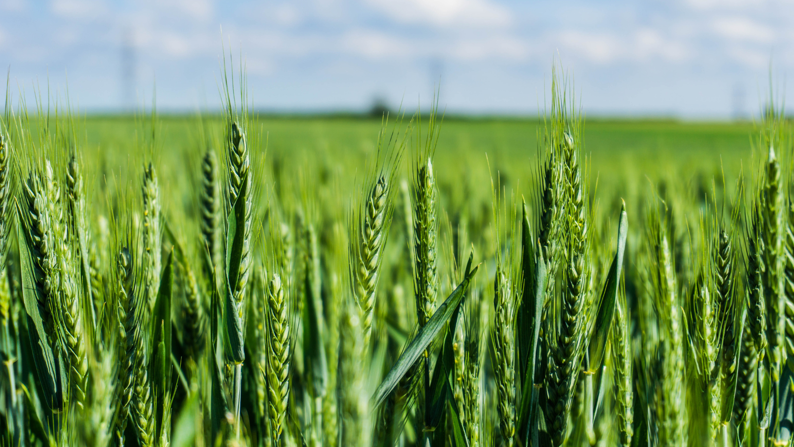 Solutions for Crops