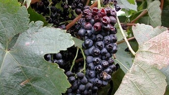 如何减少鲜食葡萄的灰霉病