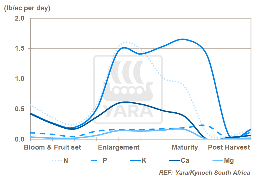 大量、中量元素的吸收