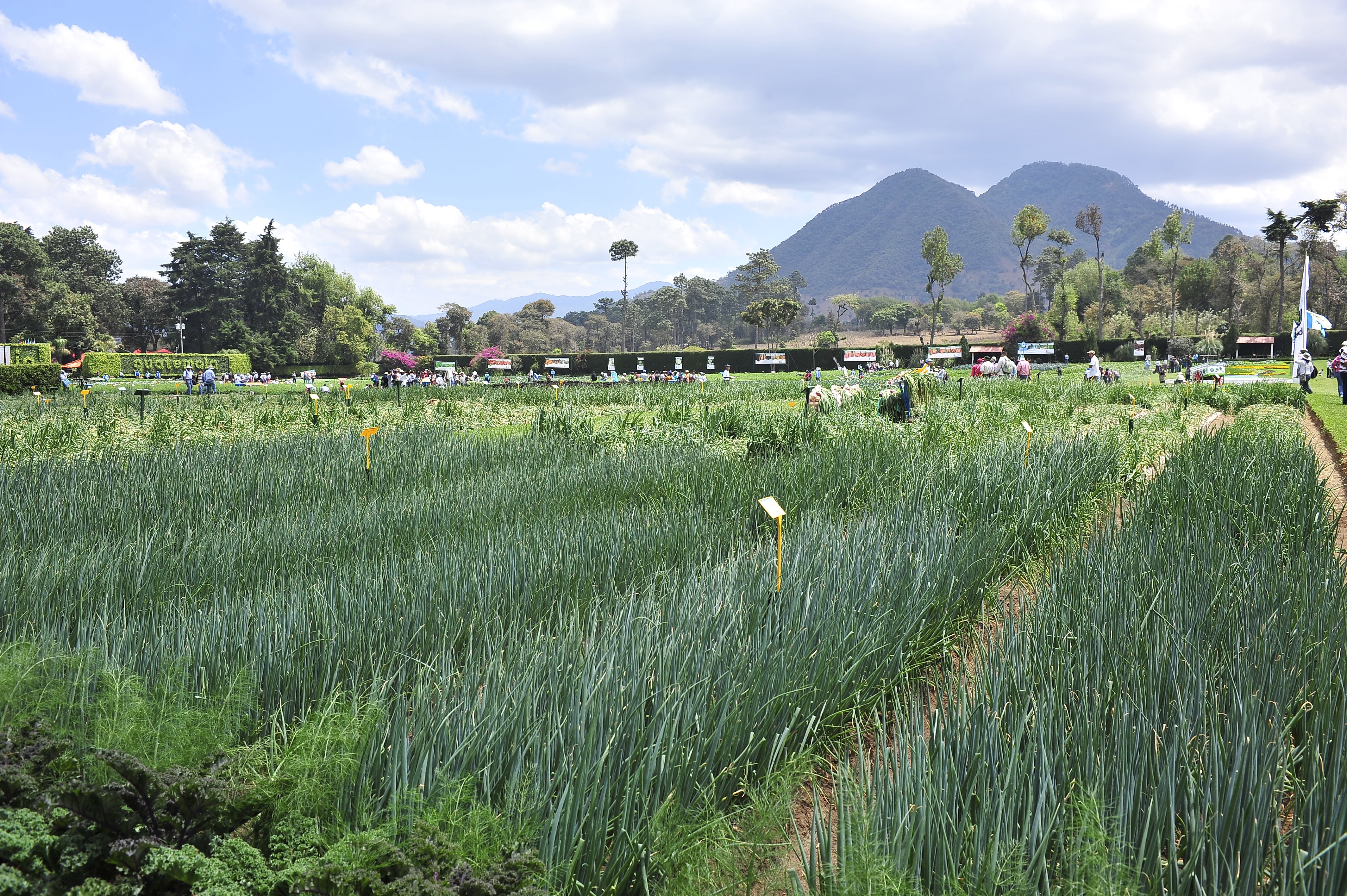 Solutions for Crops